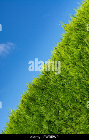 Crescente siepe verde sul cielo blu sullo sfondo Foto Stock