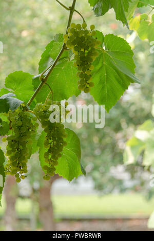 Fascicolo uva verde crescente tra le foglie. Ramo di vite con racemules di uva verde Foto Stock