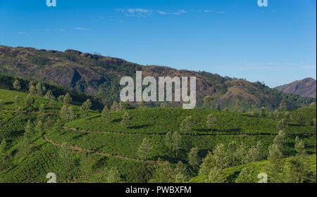 Le piantagioni di tè sulle colline Foto Stock