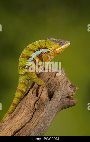 Panther chameleon (Furcifer pardalis), un rettile colorato dal Madagascar Foto Stock