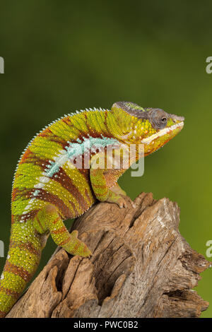 Panther chameleon (Furcifer pardalis), un rettile colorato dal Madagascar Foto Stock