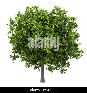 Albero di avocado con gli avocadi isolati su sfondo bianco. 3d illustrazione Foto Stock