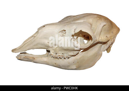 Llama (lama glama) cranio Foto Stock