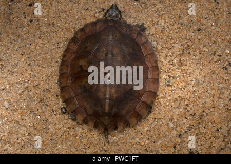 : La malese Flat-Shelled tartaruga (Notochelys platynota) Foto Stock