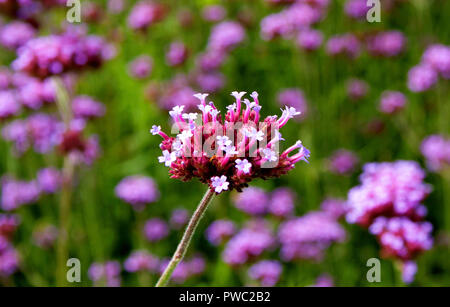 Vervain argentino (Verbena Bonariensis) Foto Stock