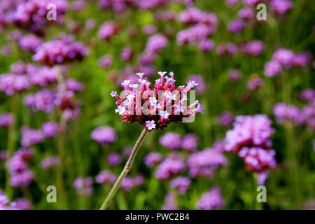 Vervain argentino (Verbena Bonariensis) Foto Stock