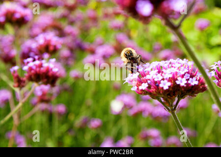 Bee raccoglie il polline di Vervain Argentino (Verbena Bonariensis) Foto Stock