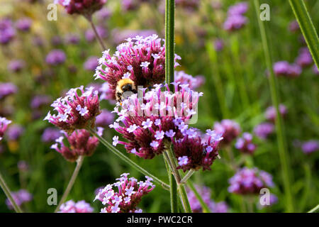 Bee raccoglie il polline di Vervain Argentino (Verbena Bonariensis) Foto Stock