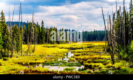 Zona paludosa lungo il Lac Le Jeune Road nel Okanagen, nei pressi di Kamloops, British Columbia, Canada Foto Stock