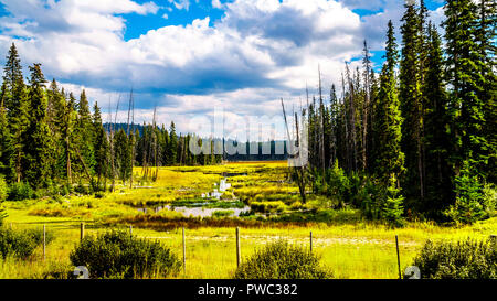 Zona paludosa lungo il Lac Le Jeune Road nel Okanagen, nei pressi di Kamloops, British Columbia, Canada Foto Stock