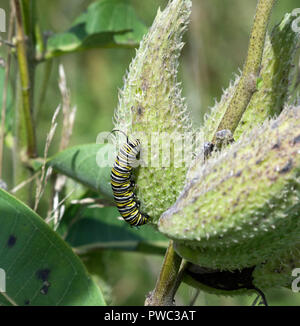 Larva bruco di farfalla monarca, Danaus plexippus su milkweed pod Foto Stock