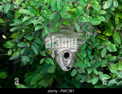 Bald di fronte hornet, Dolichovespula maculata, nido nella struttura ad albero. Non un vero hornet, è una specie di Yellowjacket wasp. Foto Stock