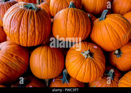 Austin pila di zucca Foto Stock