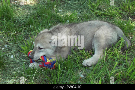 Bella divertente cuccioli di Saarloos wolfhound sul prato verde nel parco Foto Stock