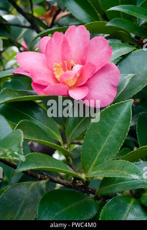 Camelia sasanqua Kanjiro cv; Theaceae; evergreen shurb; semi-doppio Flower Red Foto Stock