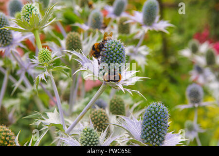 Blu fiori di cardo come sfondo Foto Stock
