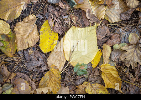 Secco colorato caduto foglie di autunno foresta, vista dall'alto Foto Stock