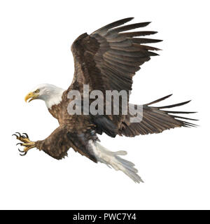 Aquila calva volare atterraggio disegnare a mano su sfondo bianco illustrazione. Foto Stock