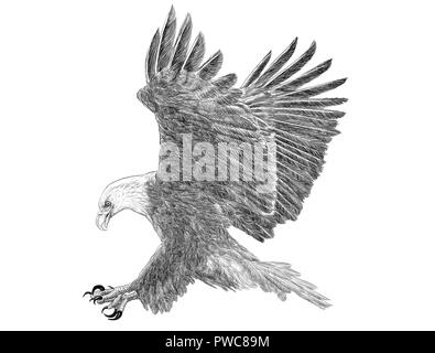 Aquila calva fly sbarco mano disegna schizzi monocromatico su sfondo bianco illustrazione. Foto Stock