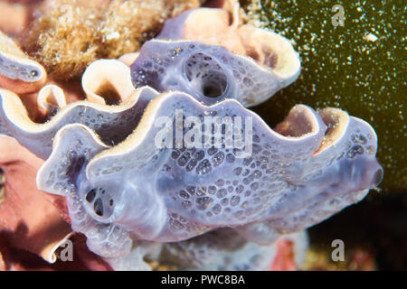 Colore bluastro spugna incrostante (Phorbas tenace) e coralline alga rossa (Mesophyllum lichenoides) nel Parco Naturale di Ses Salines(Formentera,Isole Baleari) Foto Stock