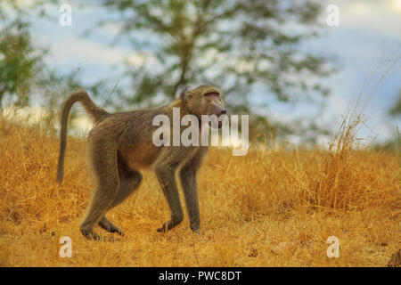 Il maschio della Chacma Baboon specie Papio ursinus, corre in erba secca. Cape babbuino è uno dei più grandi di tutte le scimmie. Parco Nazionale di Kruger in Sud Africa. Foto Stock