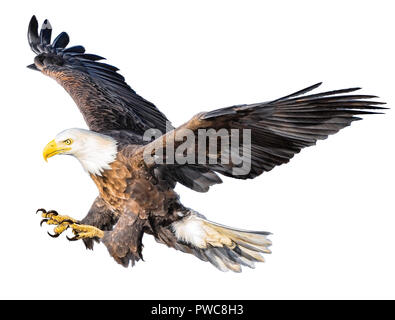 Aquila calva volare atterraggio disegnare a mano su sfondo bianco illustrazione. Foto Stock