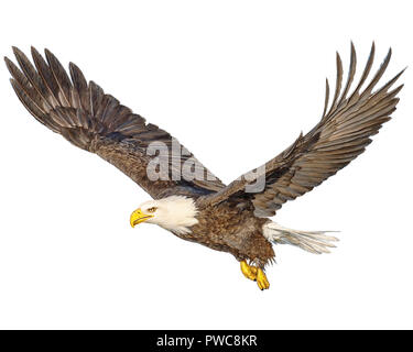 Aquila calva volare atterraggio disegnare a mano su sfondo bianco illustrazione. Foto Stock