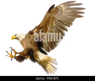 Aquila calva volare atterraggio disegnare a mano su sfondo bianco illustrazione. Foto Stock