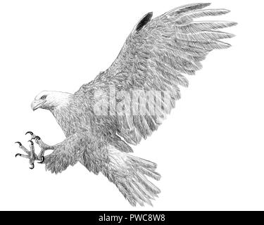 Aquila calva fly sbarco mano disegna schizzi monocromatico su sfondo bianco illustrazione. Foto Stock