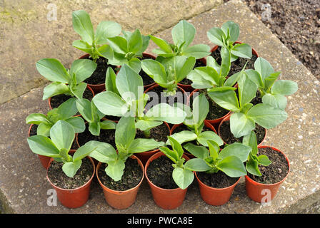 Fava di piante in vaso, varietà Witkiem Manita, Vicia faba noto anche come favino, fava, bell, cavallo, Windsor, piccione e tic bean. Foto Stock