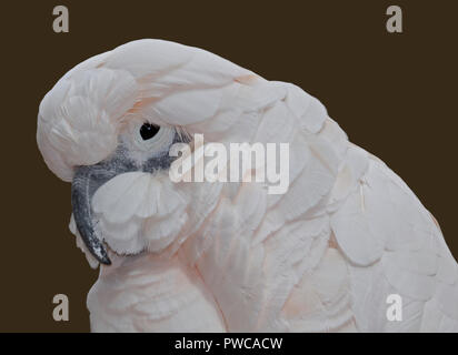 Ombrello Cacatua (cacatua alba) Foto Stock