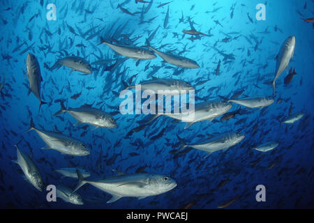 Jack obeso (Caranx sexfasciatus), ampia scolarizzazione, Cocos Island, Costa Rica Foto Stock