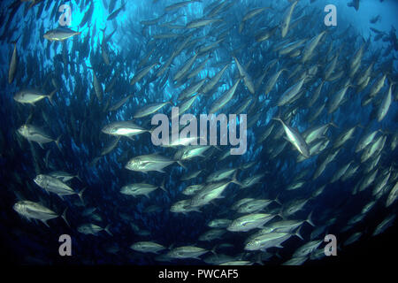 Jack obeso (Caranx sexfasciatus), ampia scolarizzazione, Cocos Island, Costa Rica Foto Stock