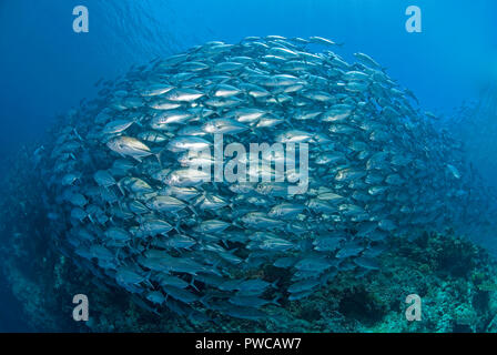 Jack obeso (Caranx sexfasciatus), ampia scolarizzazione, Sipadan Island, Sabah Borneo, Malaysia Foto Stock