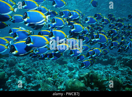 Powderblue Surgeonfish (Acanthurus leucosternon), scolarizzazione, atollo di Ari, Maldive Foto Stock