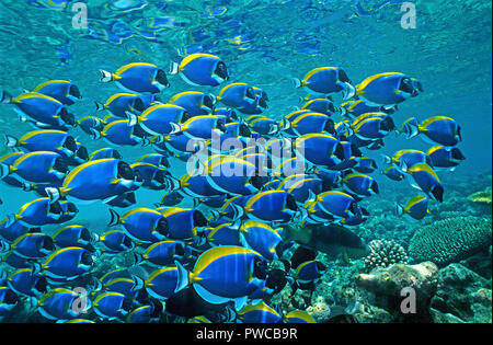 Powderblue Surgeonfish (Acanthurus leucosternon), scolarizzazione, atollo di Ari, Maldive Foto Stock
