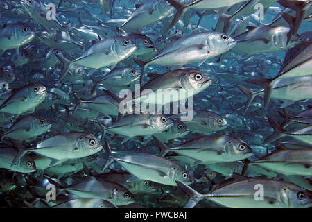 Jack obeso (Caranx sexfasciatus), ampia scolarizzazione, Mabul island, Borneo Malaysia Foto Stock