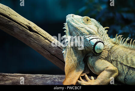 Iguana Verde salendo su un ramo, close-up Foto Stock