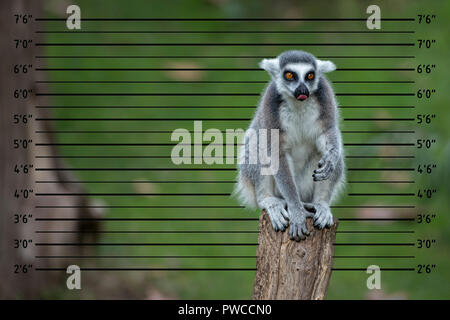 Mugshot dei sospetti di lemuri monkey close up ritratto Foto Stock