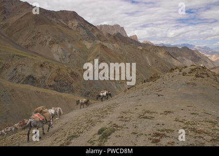 Pack cavalli il discendente Dundunchen La Pass, Ladakh, India Foto Stock