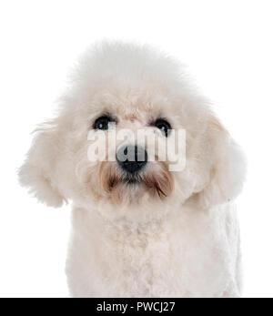 Cane maltese di fronte a uno sfondo bianco Foto Stock