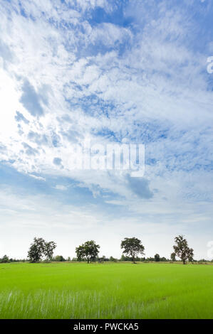 Verde campo di riso con il minimo di albero in una giornata nuvolosa Sukhothai Provincia, Thailandia Foto Stock