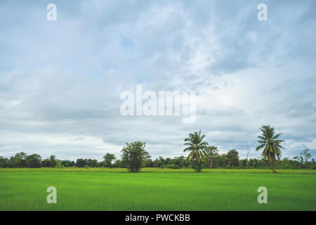 Verde campo di riso con il minimo di albero in una giornata nuvolosa Sukhothai Provincia, Thailandia Foto Stock