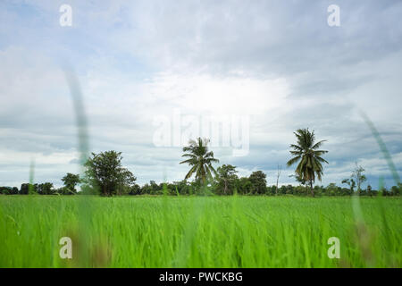 Verde campo di riso con il minimo di albero in una giornata nuvolosa Sukhothai Provincia, Thailandia Foto Stock