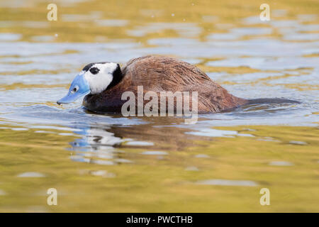 Bianco-guidato anatra (Oxyura leucocephala), la vista laterale di un maschio adulto in un lago Foto Stock