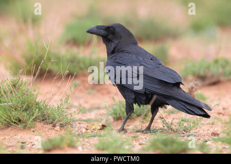 Nord Africana Corvo Imperiale (Corvus corax tingitanus), vista posteriore di un adulto in piedi sul suolo in Marocco Foto Stock