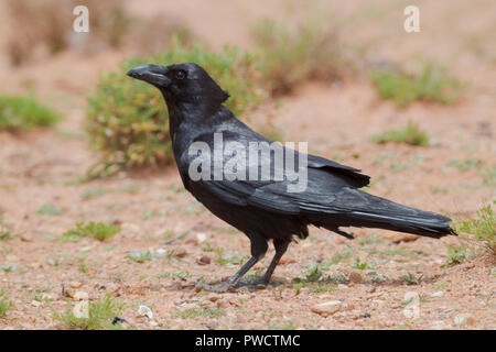 Nord Africana Corvo Imperiale (Corvus corax tingitanus), la vista laterale di un adulto in piedi sul suolo in Marocco Foto Stock