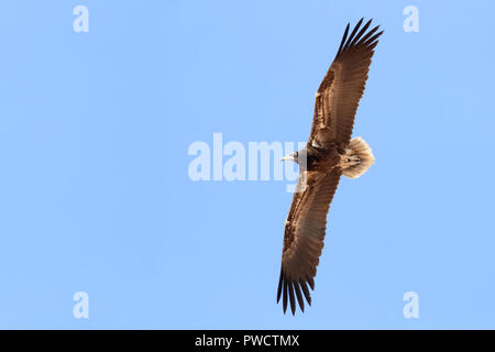 Avvoltoio Capovaccaio (Neophron percnopterus), i capretti in volo visto da sotto Foto Stock