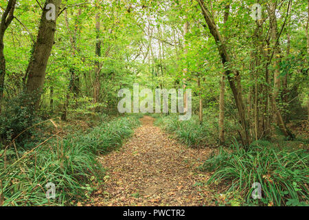 Binsted boschi, un antico legno di vagabondaggio sentieri e briglia modo, nei pressi del villaggio di Binsted West Sussex. Foto Stock