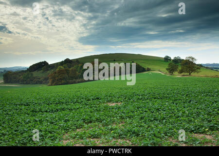 Harrow Hill, nei pressi di patching, è un sito archeologico che giace in Chalk colline del West Sussex Foto Stock